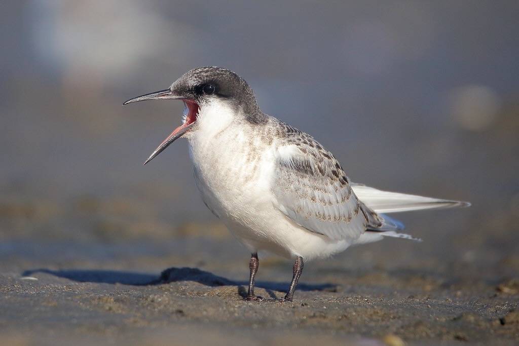Roseate Tern by Scott Heron is licensed under CC BY-SA 2.0.